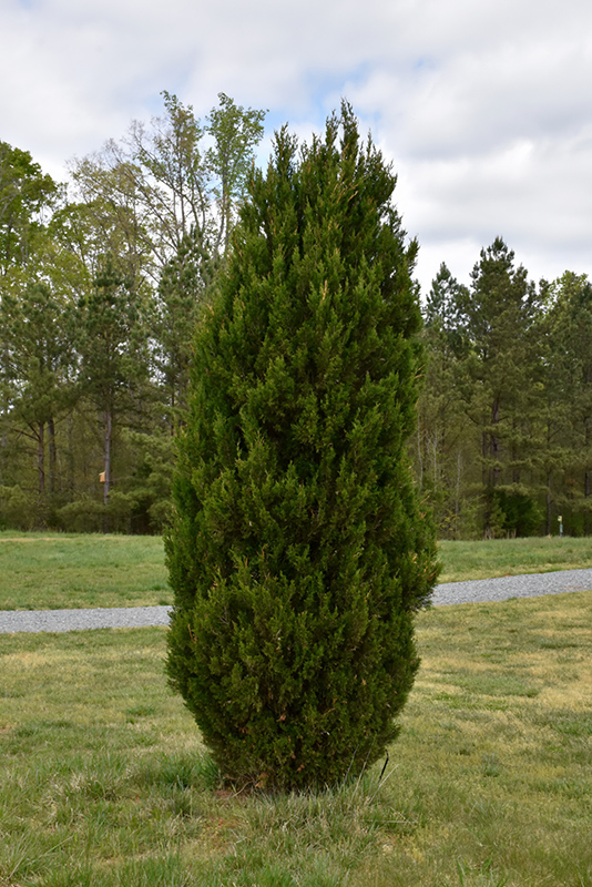 Spartan Juniper (Juniperus chinensis 'Spartan') at Weston Nurseries