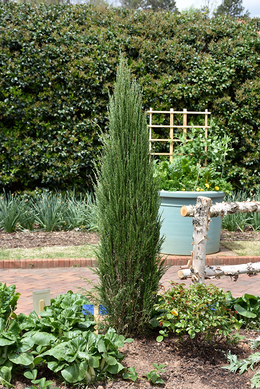 Blue Arrow Juniper (Juniperus scopulorum 'Blue Arrow') at Weston Nurseries