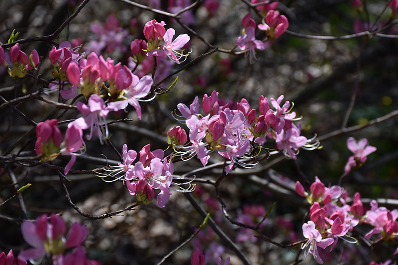 Pinkshell Azalea (Rhododendron vaseyi) at Weston Nurseries