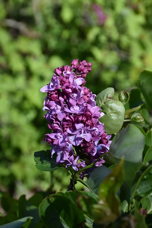 President Poincare Lilac (Syringa vulgaris 'President Poincare') at Weston Nurseries