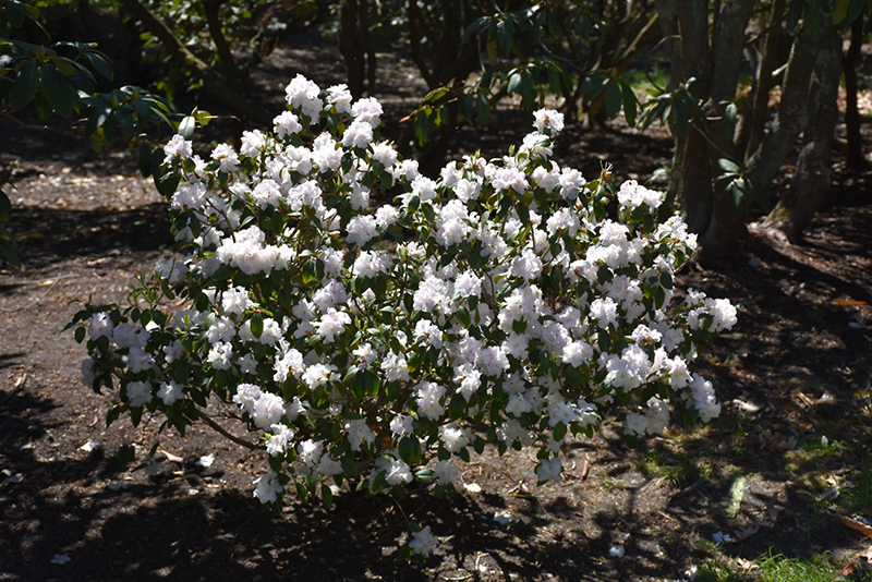 Molly Fordham Rhododendron (Rhododendron 'Molly Fordham') at Weston Nurseries