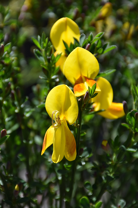Madame Butterfly Scotch Broom (Cytisus scoparius 'Madame Butterfly') at Weston Nurseries