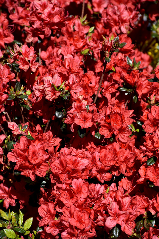 Stewartstonian Azalea (Rhododendron 'Stewartstonian') at Weston Nurseries