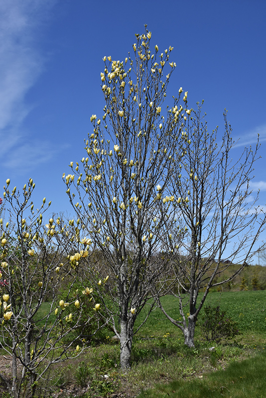 Sunspire Magnolia (Magnolia 'Sunspire') at Weston Nurseries