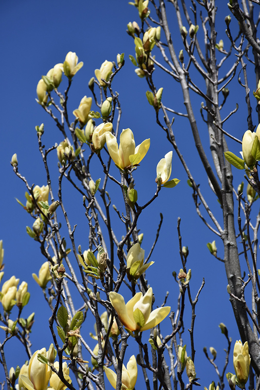 Sunspire Magnolia (Magnolia 'Sunspire') at Weston Nurseries