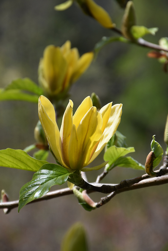 Ultimate Yellow Magnolia (Magnolia 'Ultimate Yellow') at Weston Nurseries