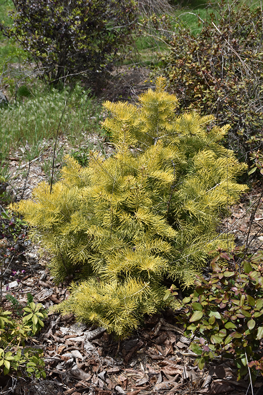 Winter Gold White Fir (Abies concolor 'Winter Gold') at Weston Nurseries