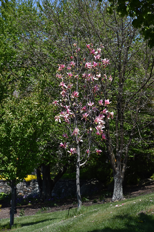 Daybreak Magnolia (Magnolia 'Daybreak') at Weston Nurseries