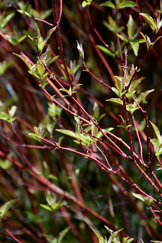 Bailey's Red Twig Dogwood (Cornus sericea 'Baileyi') at Weston Nurseries