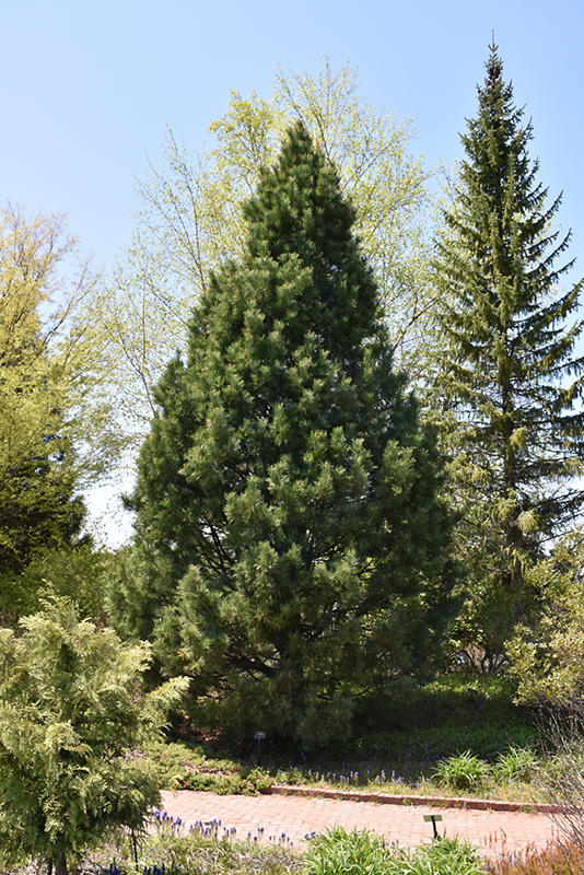 Swiss Stone Pine (Pinus cembra) at Weston Nurseries