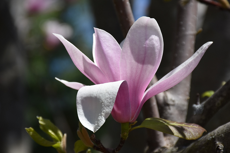 Alexandrina Saucer Magnolia (Magnolia x soulangeana 'Alexandrina') at Weston Nurseries