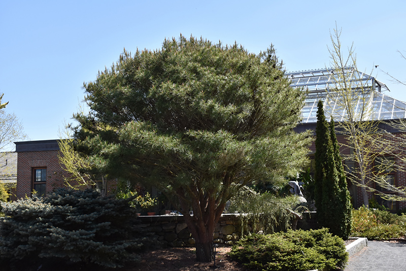 Japanese Umbrella Pine (Pinus densiflora 'Umbraculifera') at Weston Nurseries