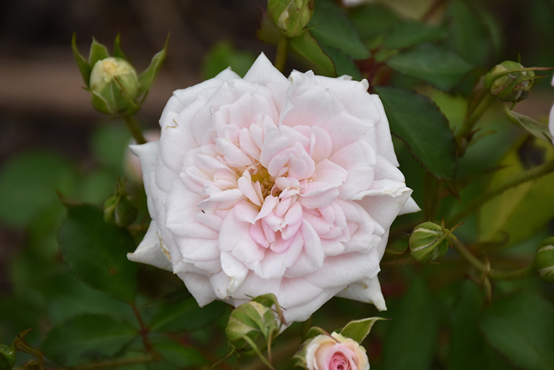 White Drift Rose (Rosa 'Meizorland') at Weston Nurseries
