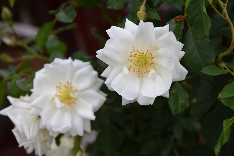 Flower Carpet White Rose (Rosa 'Flower Carpet White') at Weston Nurseries