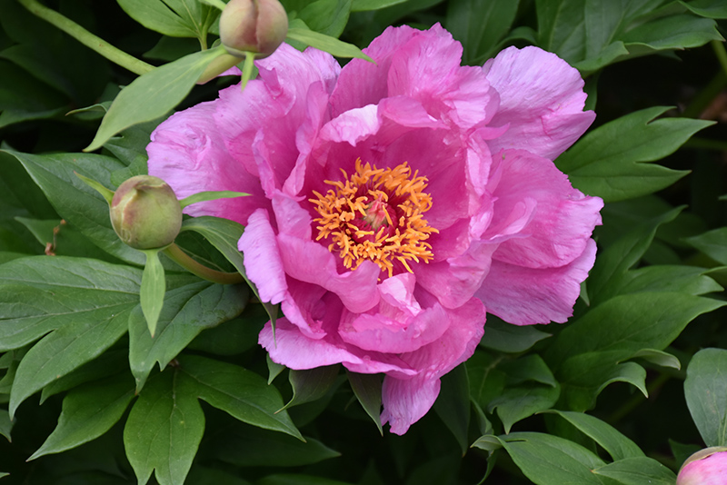 First Arrival Peony (Paeonia 'First Arrival') at Weston Nurseries