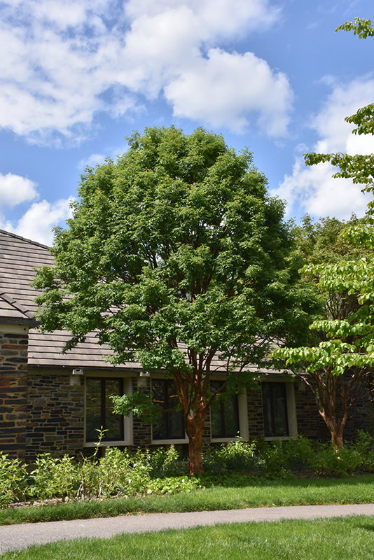 Paperbark Maple (Acer griseum) at Weston Nurseries