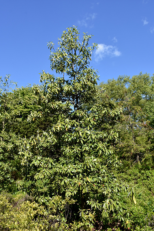 Green Shadow Sweetbay Magnolia (Magnolia virginiana 'Green Shadow') at Weston Nurseries