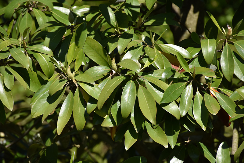 Green Shadow Sweetbay Magnolia (Magnolia virginiana 'Green Shadow') at Weston Nurseries