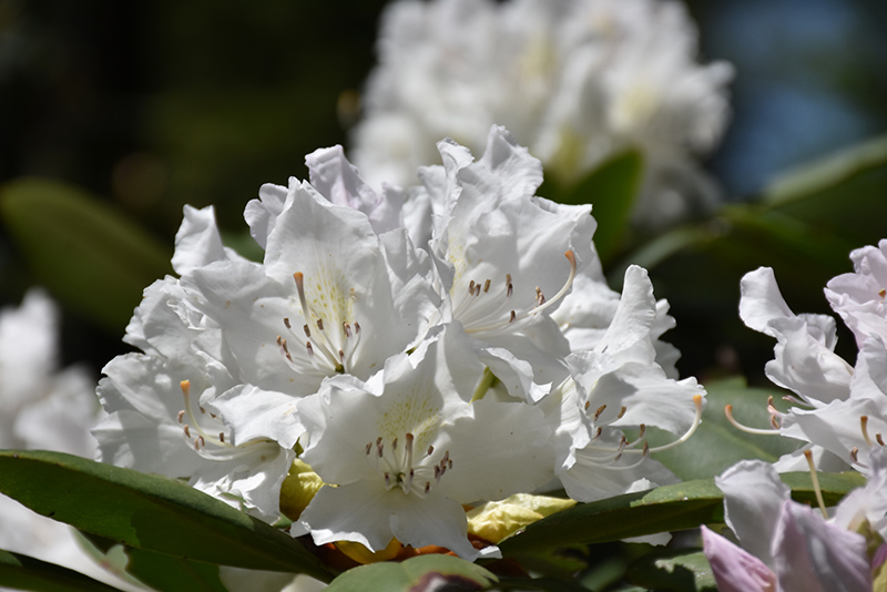 Boule de Neige Rhododendron (Rhododendron 'Boule de Neige') at Weston Nurseries