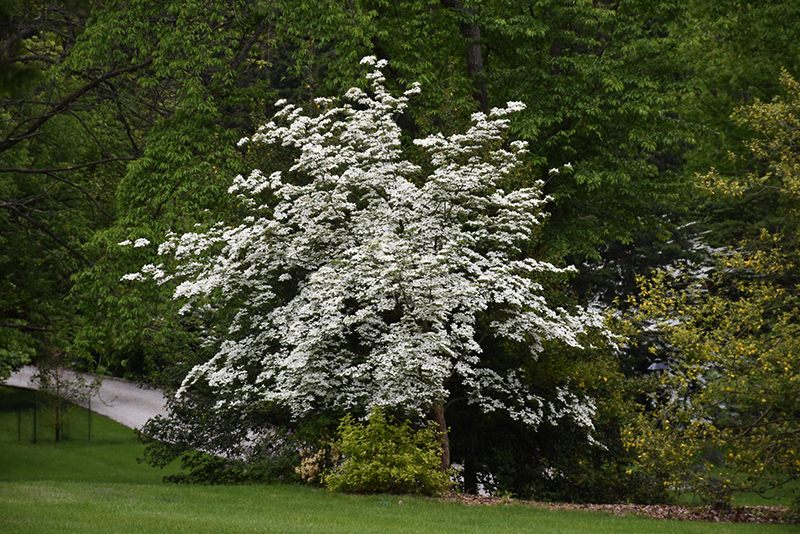 Aurora Flowering Dogwood (Cornus 'Rutban') at Weston Nurseries