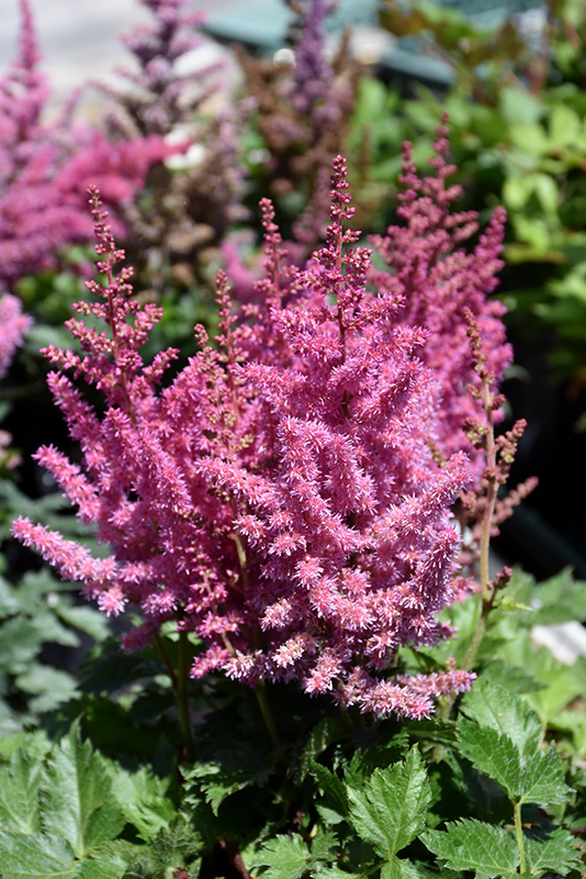 Little Vision In Pink Chinese Astilbe (Astilbe chinensis 'Little Vision In Pink') at Weston Nurseries
