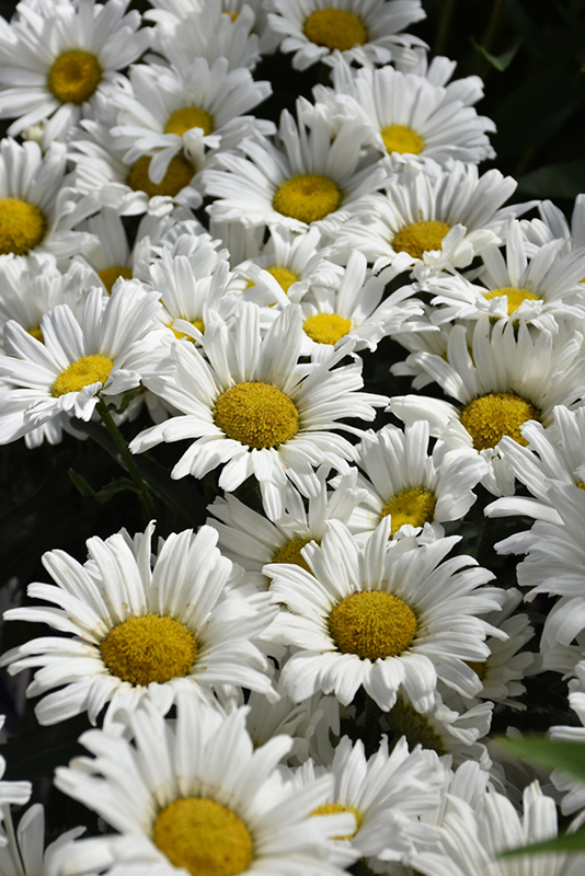Daisy May Shasta Daisy (Leucanthemum x superbum 'Daisy Duke') at Weston Nurseries