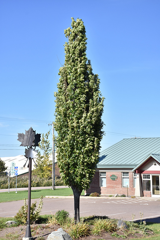 Green Pillar Pin Oak (Quercus palustris 'Pringreen') at Weston Nurseries