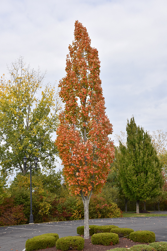 Armstrong Maple (Acer x freemanii 'Armstrong') at Weston Nurseries