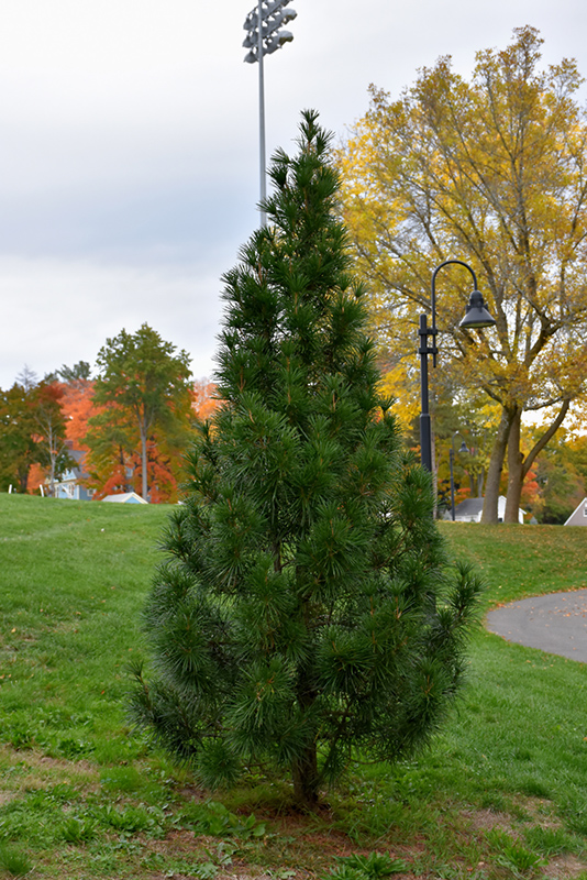 Wintergreen Umbrella Pine (Sciadopitys verticillata 'Wintergreen') at Weston Nurseries