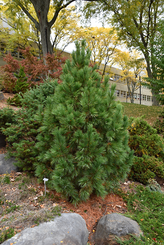Pygmy Swiss Stone Pine (Pinus cembra 'Pygmaea') at Weston Nurseries