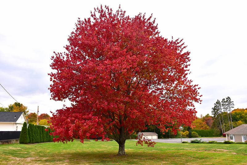 Red Maple (Acer rubrum) at Weston Nurseries