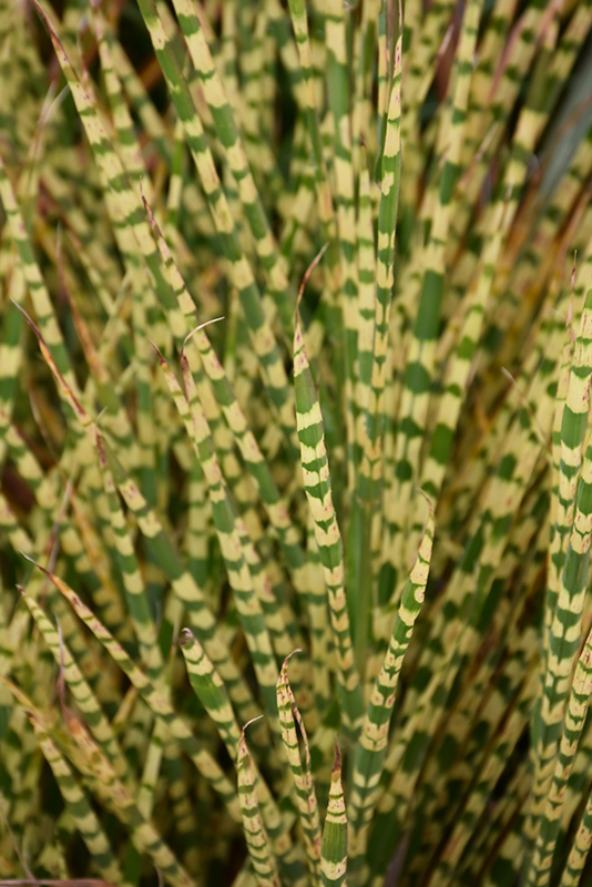 Gold Bar Maiden Grass (Miscanthus sinensis 'Gold Bar') at Weston Nurseries