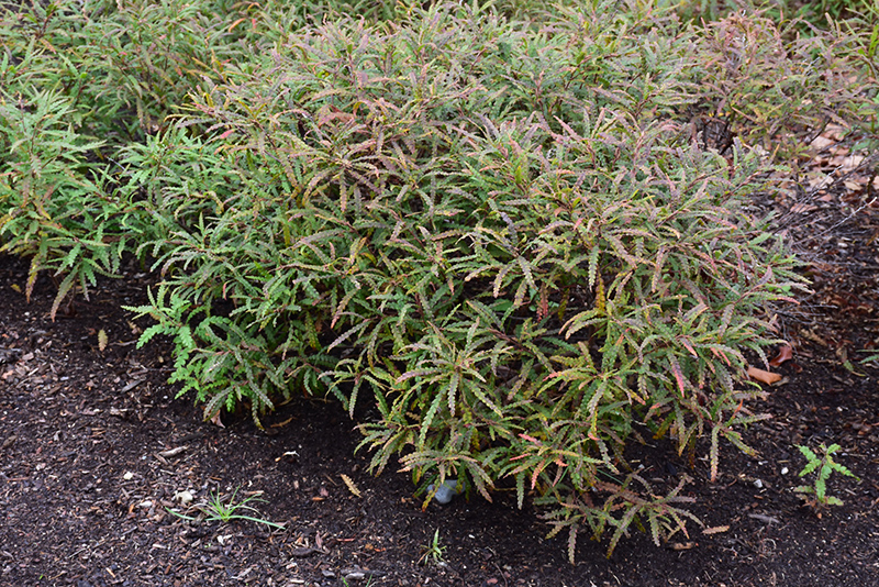 Sweetfern (Comptonia peregrina) at Weston Nurseries