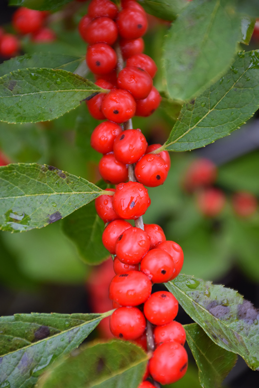Red Sprite Winterberry (Ilex verticillata 'Red Sprite') at Weston Nurseries