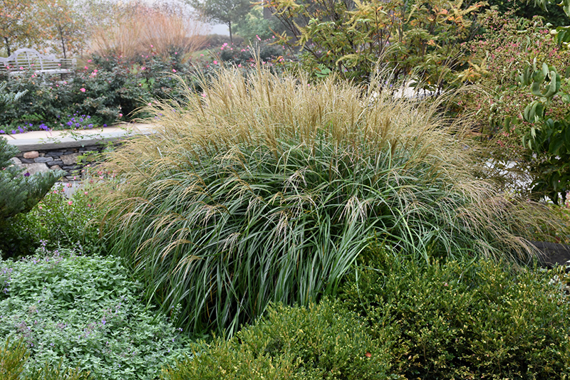 Adagio Maiden Grass (Miscanthus sinensis 'Adagio') at Weston Nurseries