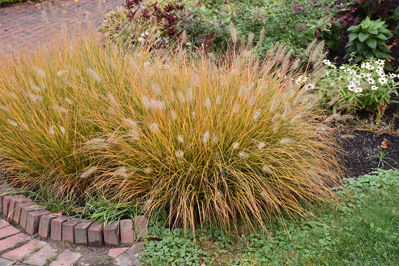 Hameln Dwarf Fountain Grass (Pennisetum alopecuroides 'Hameln') at Weston Nurseries