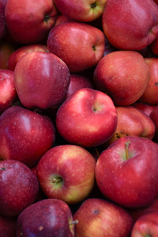 Red Delicious Apple (Malus 'Red Delicious') at Weston Nurseries