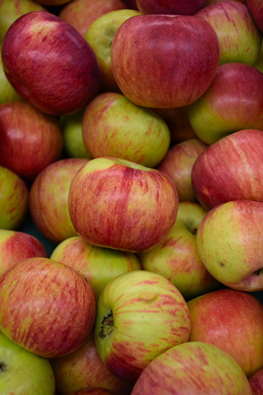 Cortland Apple (Malus 'Cortland') at Weston Nurseries