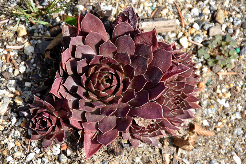 Chick Charms Chocolate Kiss Hens And Chicks (Sempervivum 'Chocolate Kiss') at Weston Nurseries