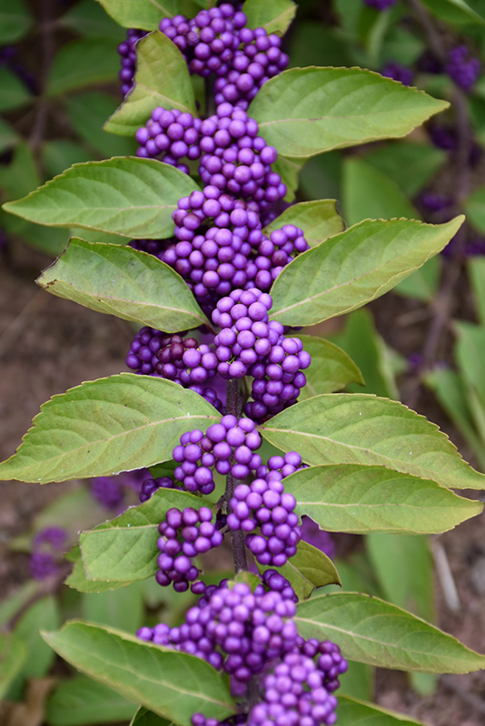 Purple Beautyberry (Callicarpa dichotoma) at Weston Nurseries