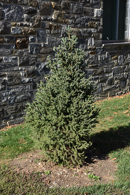 Yukon Blue Spruce (Picea glauca 'Yukon Blue') at Weston Nurseries