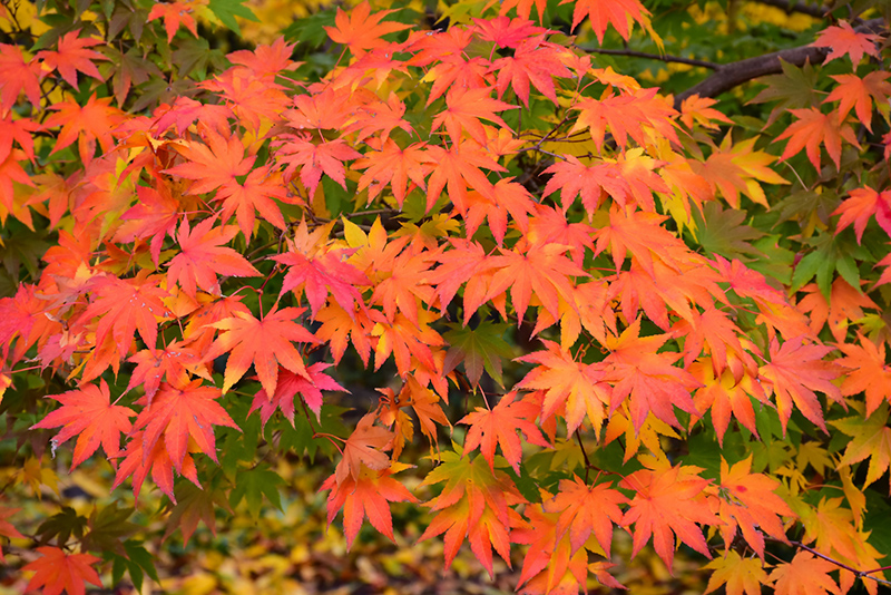 Japanese Maple (Acer palmatum) at Weston Nurseries