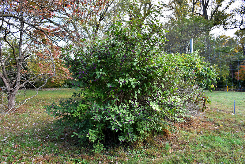 Profusion Beautyberry (Callicarpa bodinieri 'Profusion') at Weston Nurseries