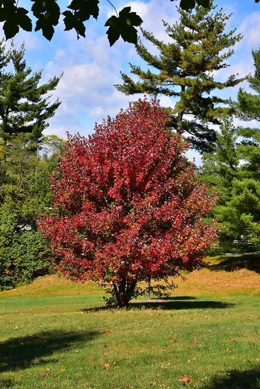 Redpointe Red Maple (Acer rubrum 'Frank Jr.') at Weston Nurseries