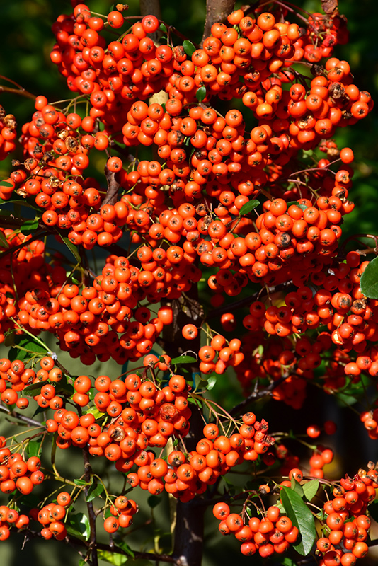 Mohave Firethorn (Pyracantha 'Mohave') at Weston Nurseries