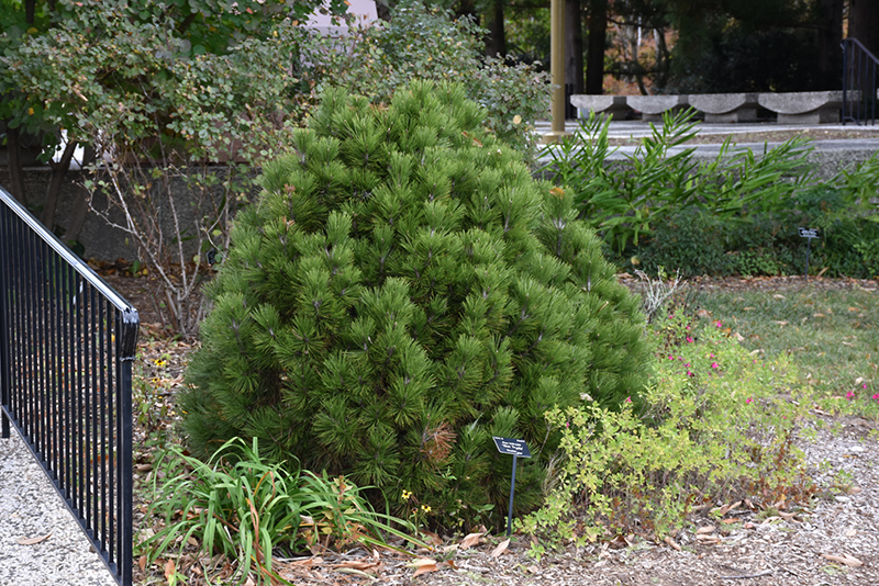 Mint Truffle Bosnian Pine (Pinus heldreichii 'Mint Truffle') at Weston Nurseries