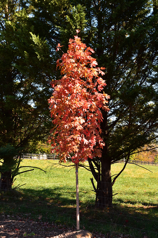 Autumn Fest Sugar Maple (Acer saccharum 'JFS-KW8') at Weston Nurseries