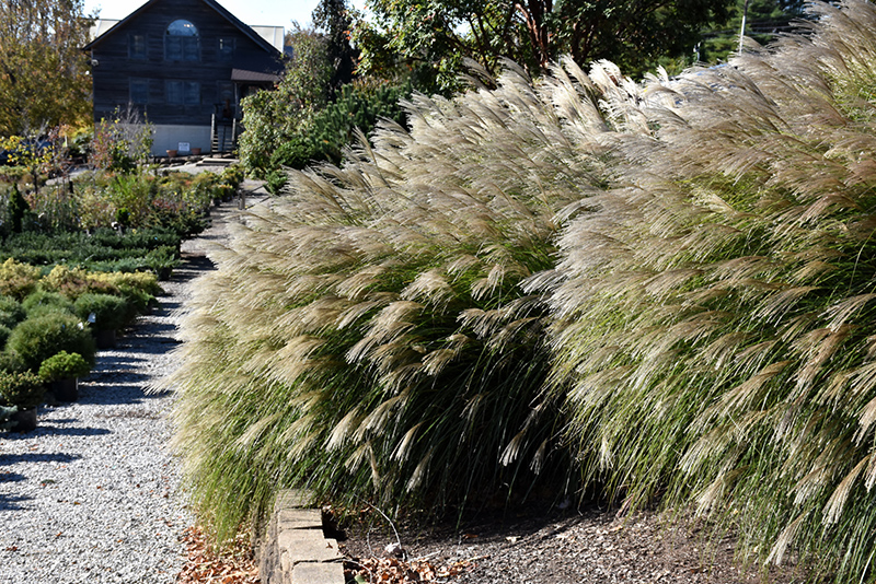 Gracillimus Maiden Grass (Miscanthus sinensis 'Gracillimus') at Weston Nurseries