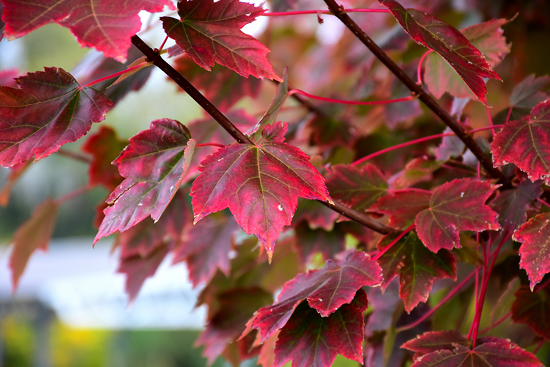 Brandywine Red Maple (Acer rubrum 'Brandywine') at Weston Nurseries