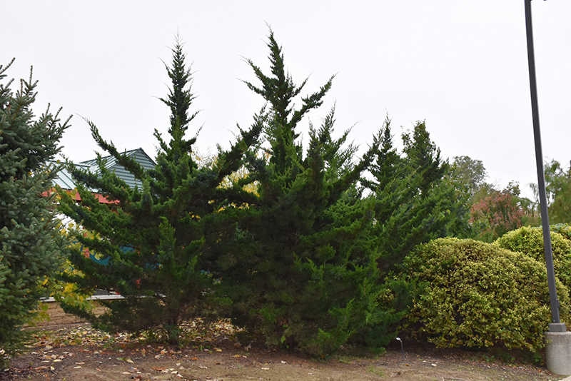 Canaertii Redcedar (Juniperus virginiana 'Canaertii') at Weston Nurseries